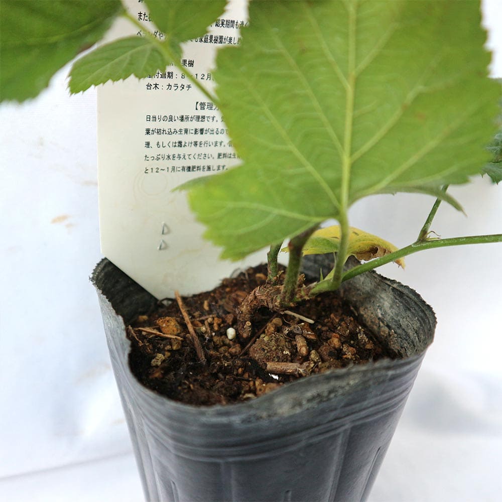 ✿landerblue様♡専用✿苗ネコポス発送☆挿し木 ⑦✿四季咲きバラ苗✿ネコポス発送✿⊹₊。ꕤ˚₊⊹挿し木✿絞りのバラ