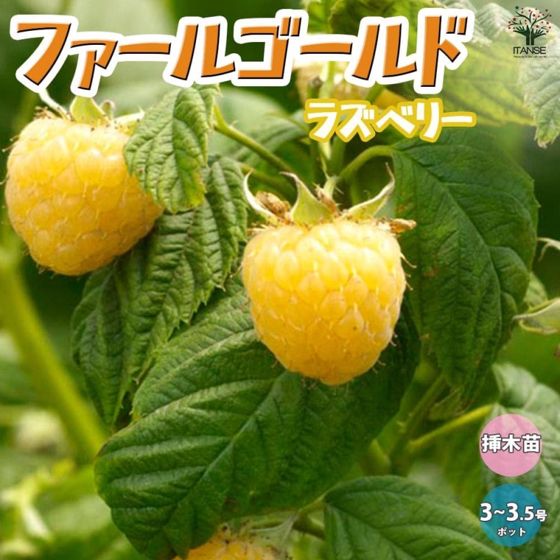 ラズベリーの苗木 イエローラズベリー【果樹の苗木 4～5号／1個売り