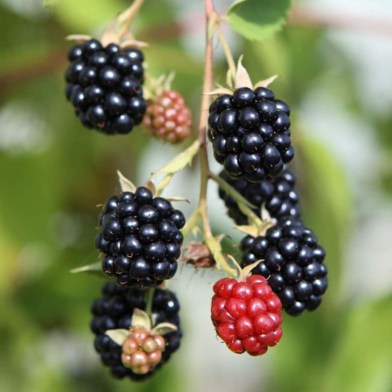 ベリー系｜【植物のITANSE】全品送料無料・即出荷!