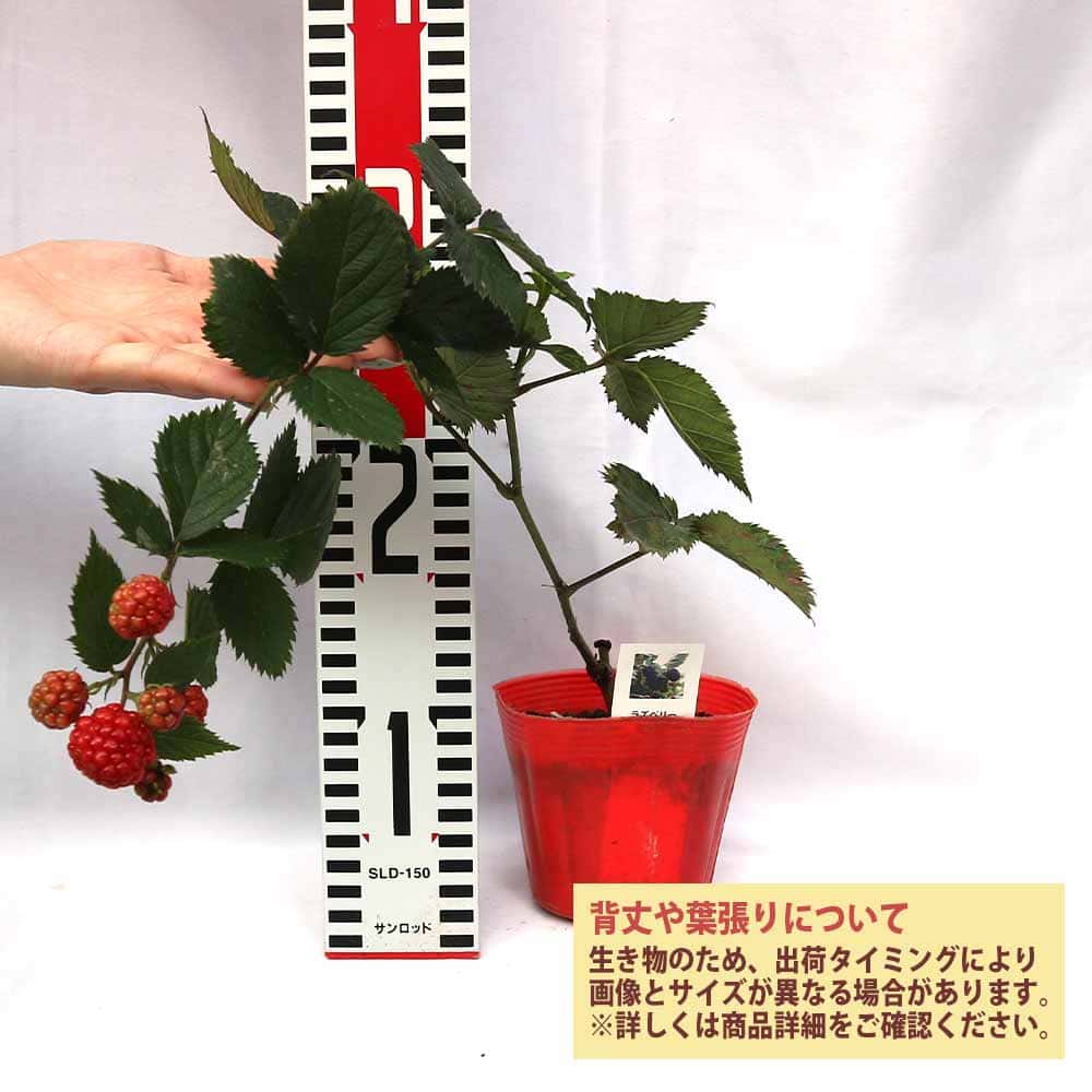 OK　ブラックベリー　トリプルクラウン　生食　1.2㌔( クール便対応) 小梅様専用 ブラックベリー トリプルクラウン 生食1.2㌔2個