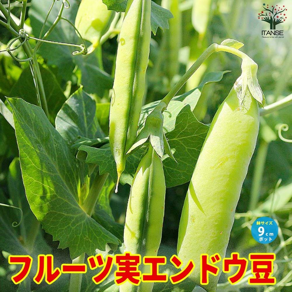 すずなりフルーツ実エンドウ豆【野菜苗 9cmポット】