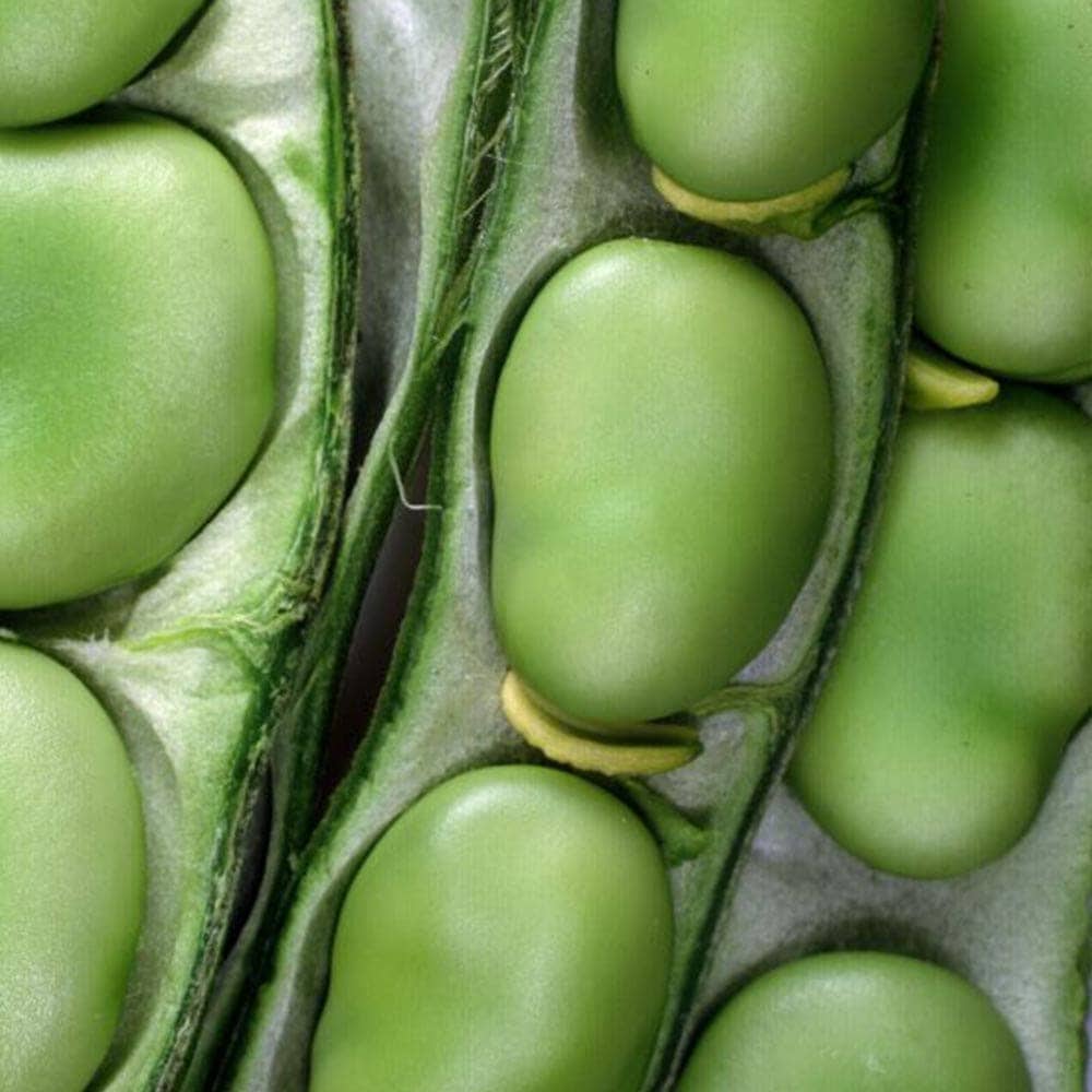 すずなりそら豆3個～【野菜苗 9cmポット】｜ 【植物の