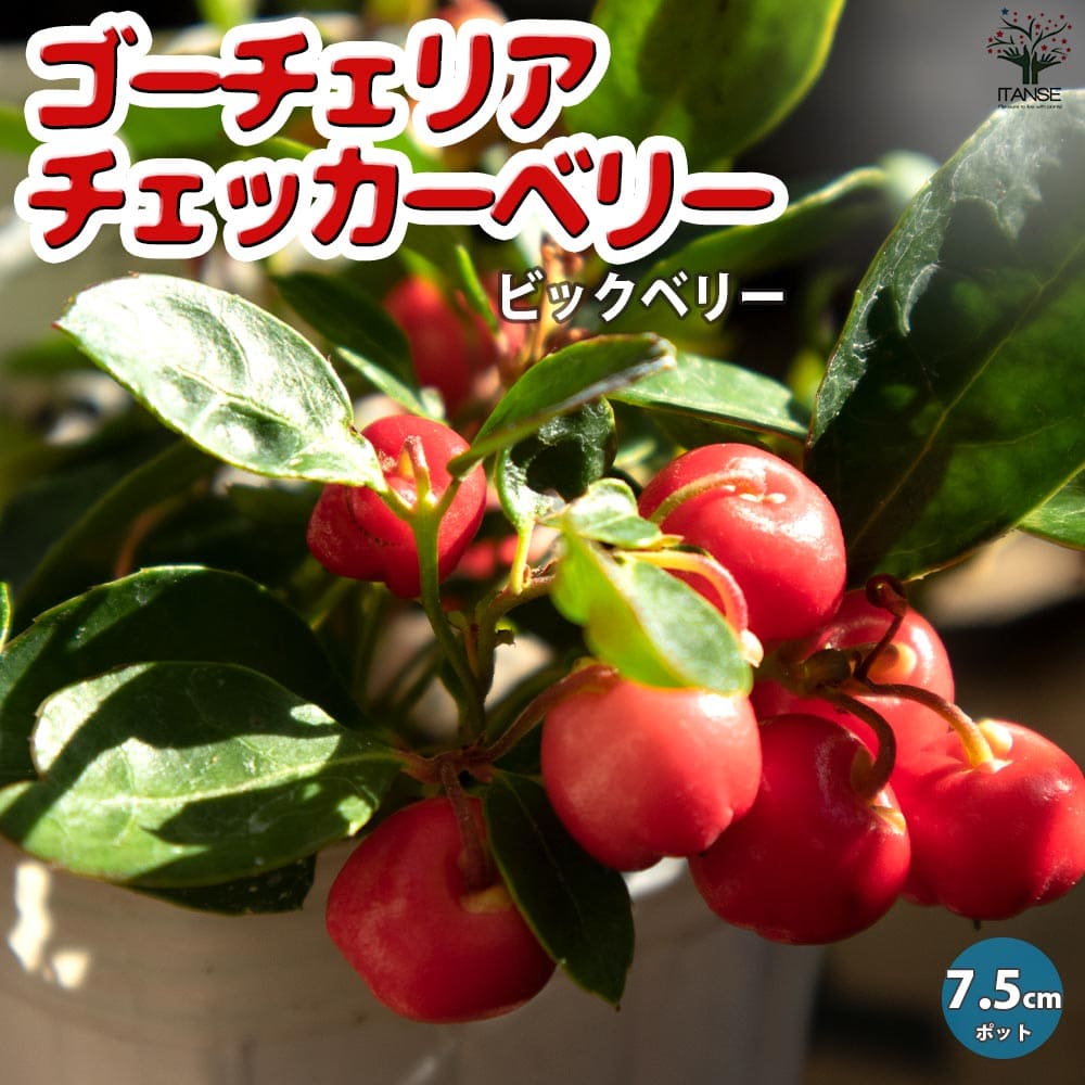 ゴーチェリア チェッカーベリー(ビックベリー)【花木苗 2.5号～3.5号