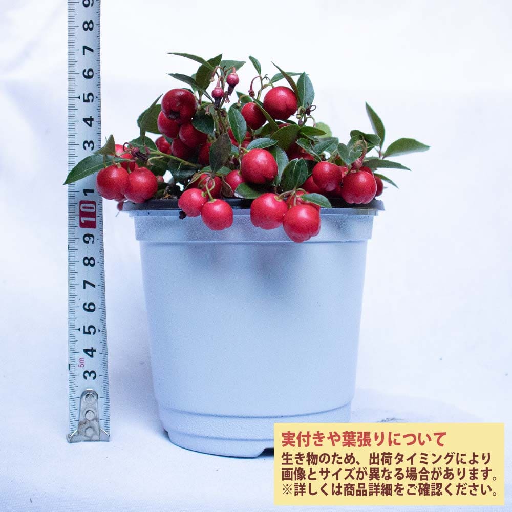 ゴーチェリア チェッカーベリー(ビックベリー)【花木苗 12cmポット