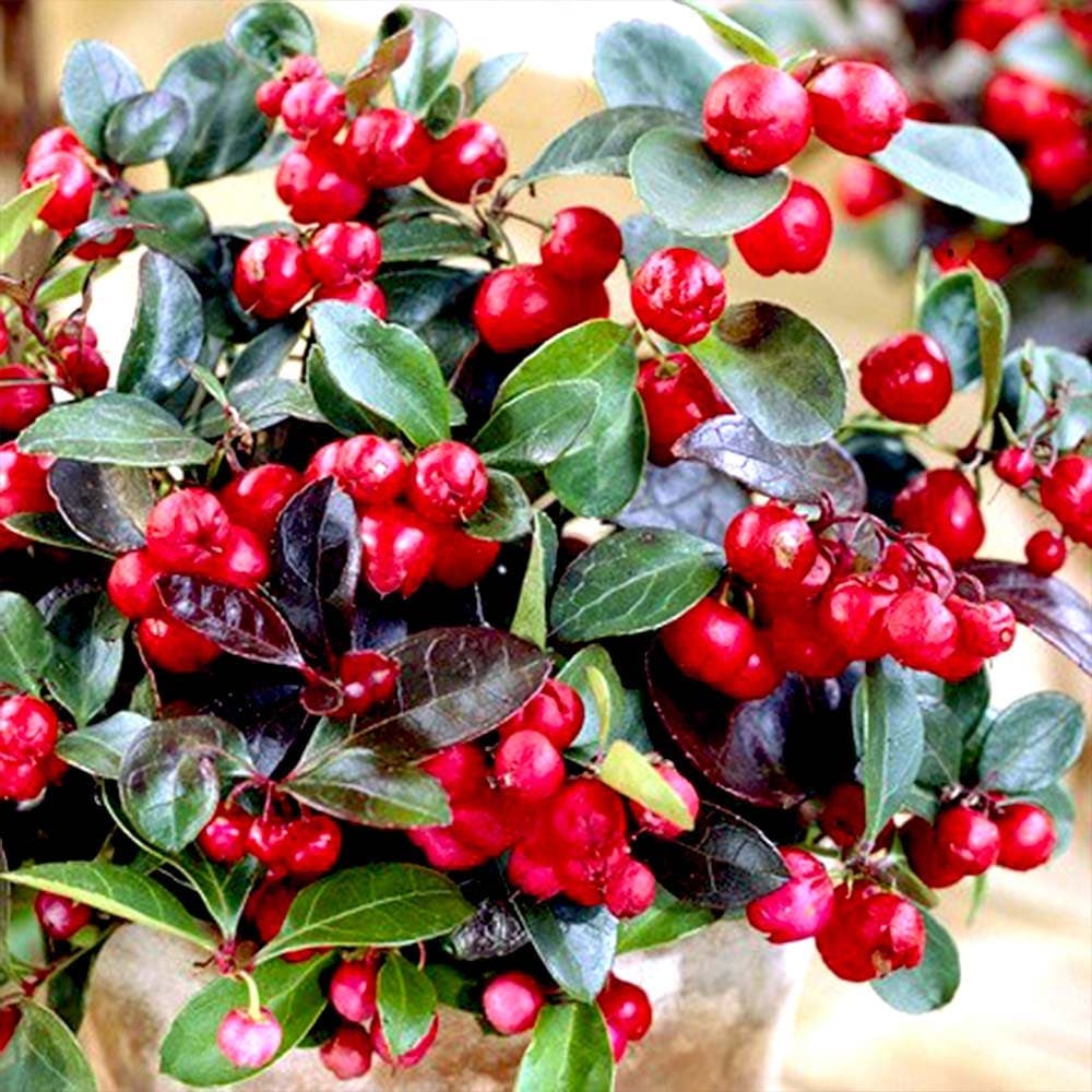 ゴーチェリア チェッカーベリー(ビックベリー)【花木苗 12cmポット