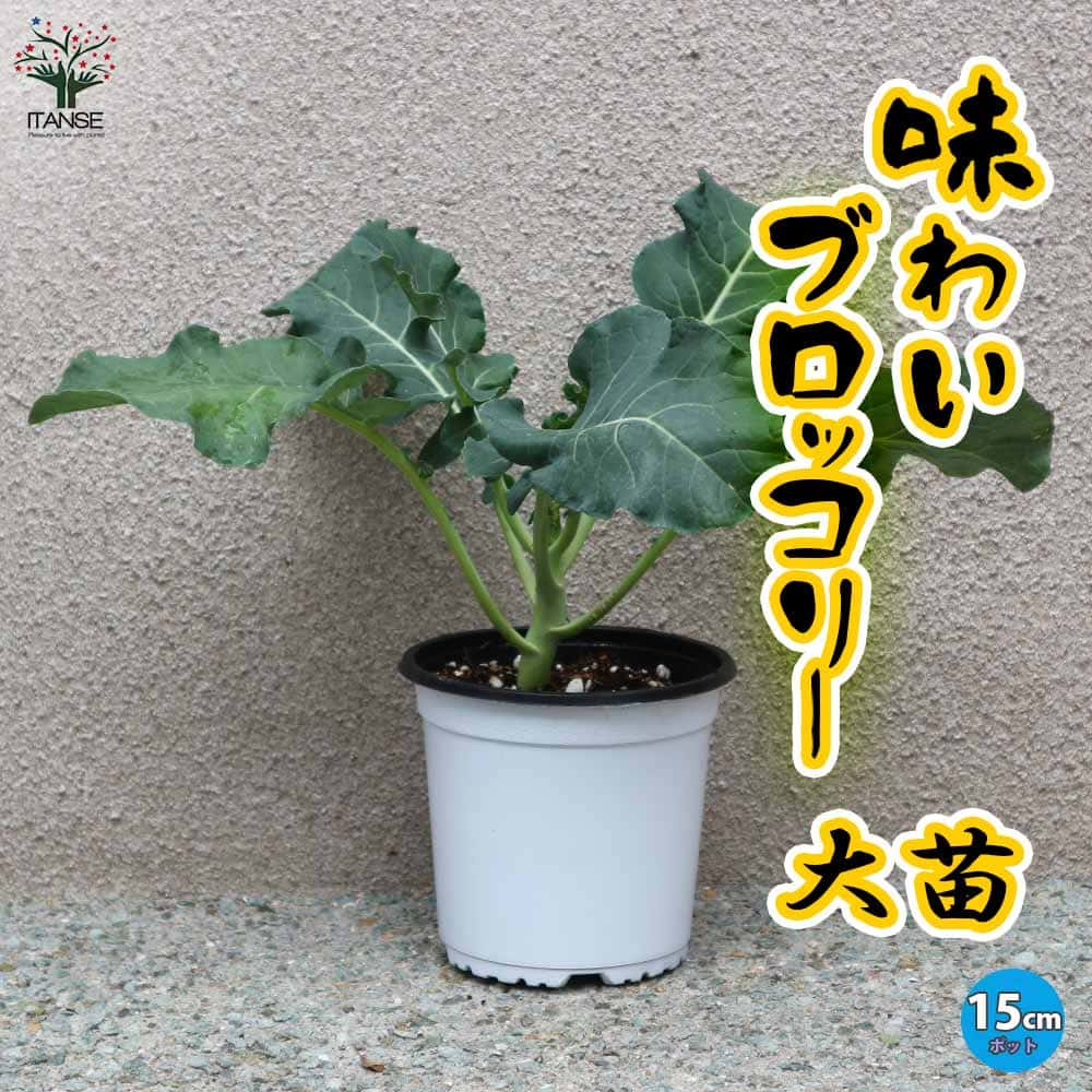 ブロッコリーの苗 味わいブロッコリー ロングラン【野菜の苗 15cmポット売り】