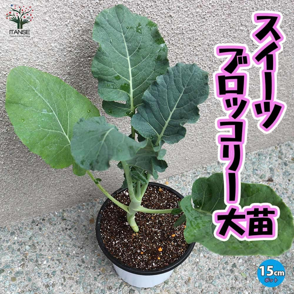 ブロッコリーの苗 極甘スイーツブロッコリー【野菜の苗 15cmポット売り】