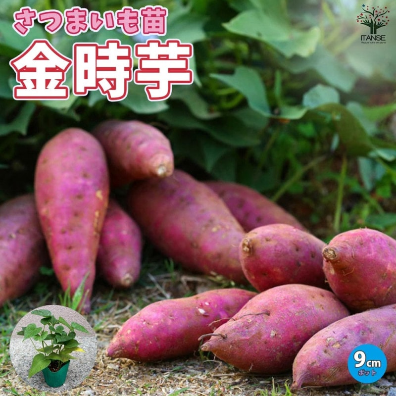 べにはるか芋苗300本ふくむらさき苗60本29日発送 べにはるか芋苗300本ふくむらさき苗60本29日発送