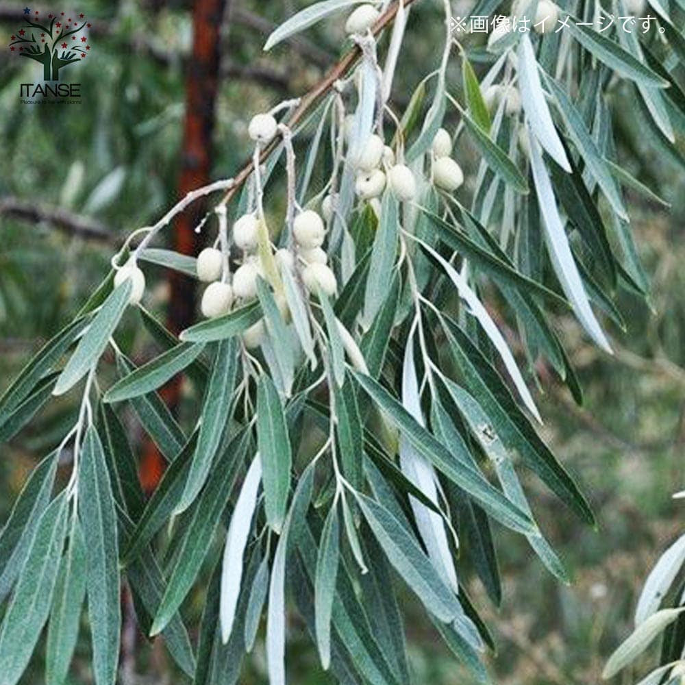 ロシアンオリーブの苗 【果樹の苗 3号ポット苗売り】｜ 【植物の 