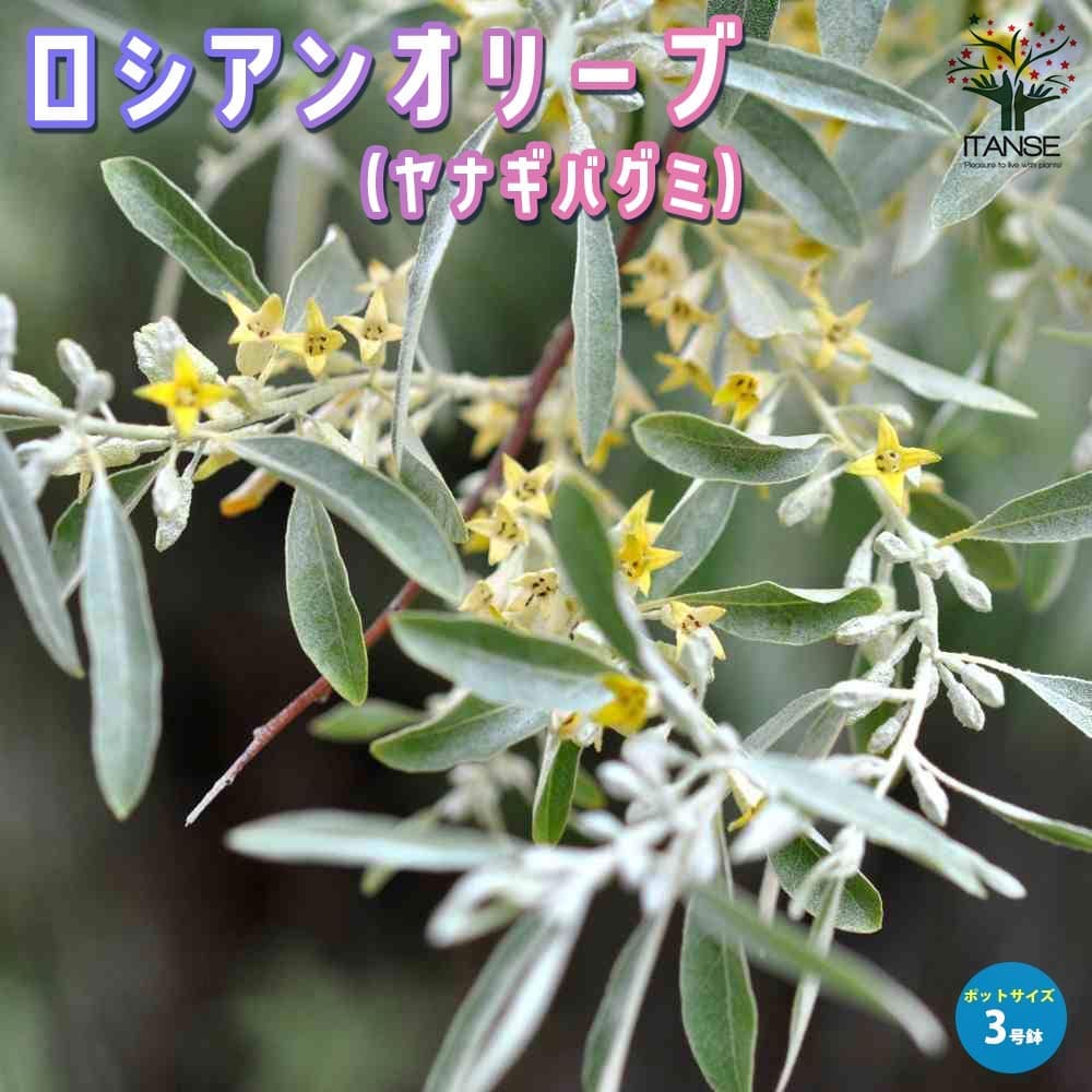 ロシアンオリーブの苗 【果樹の苗 3号ポット苗売り】