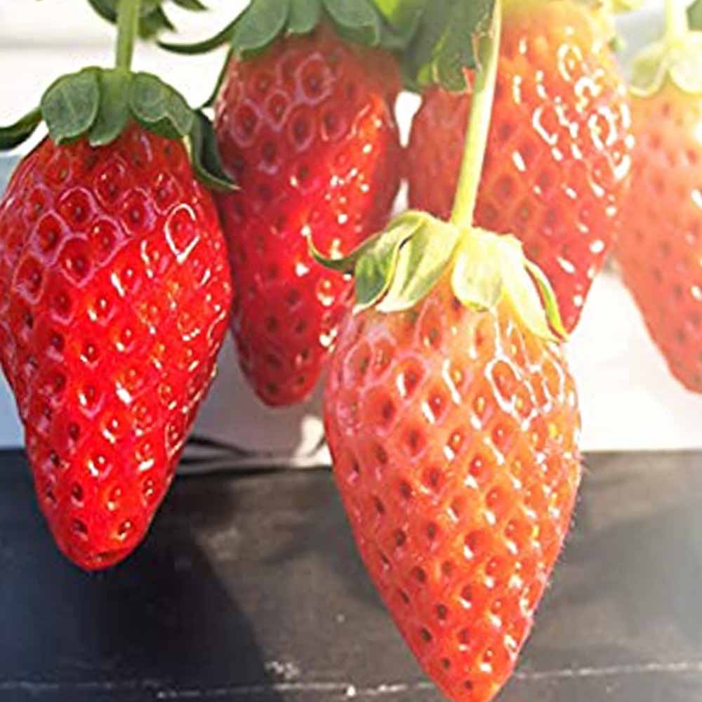 いちごの苗 品種：章姫(あきひめ) 【野菜の苗 5号ポット大苗売り】