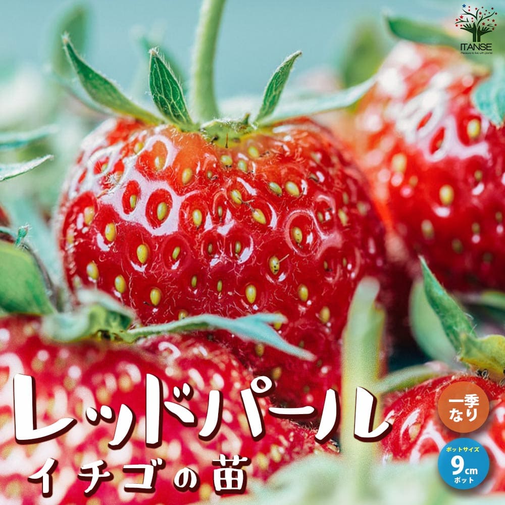 いちごの苗 品種：レッドパール2個～【野菜の苗 9cmポット苗】