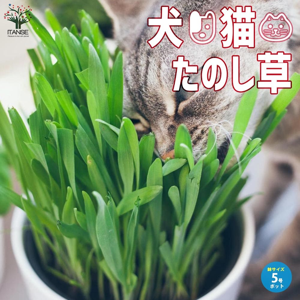 犬猫たのし草 (燕麦) 2個～【5号鉢 種まき済のペット草】