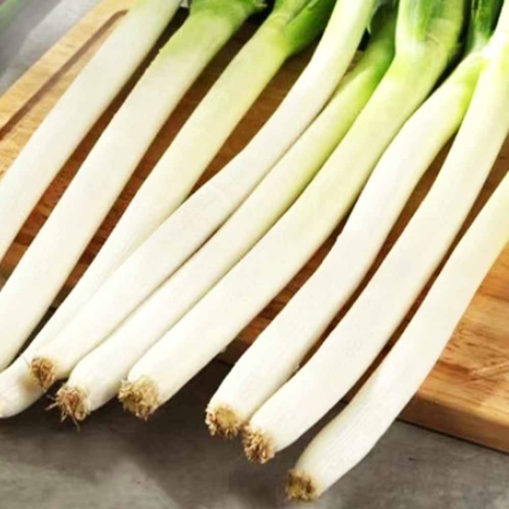 ねぎ抜き苗 品種：石倉一本太ねぎ【野菜の苗 約50本(50本/束) 抜き苗