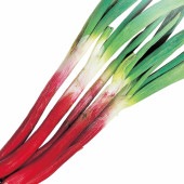 ねぎ抜き苗 品種：赤ひげねぎ【野菜の苗 約50本(50本×1束) 抜き苗】|野菜苗