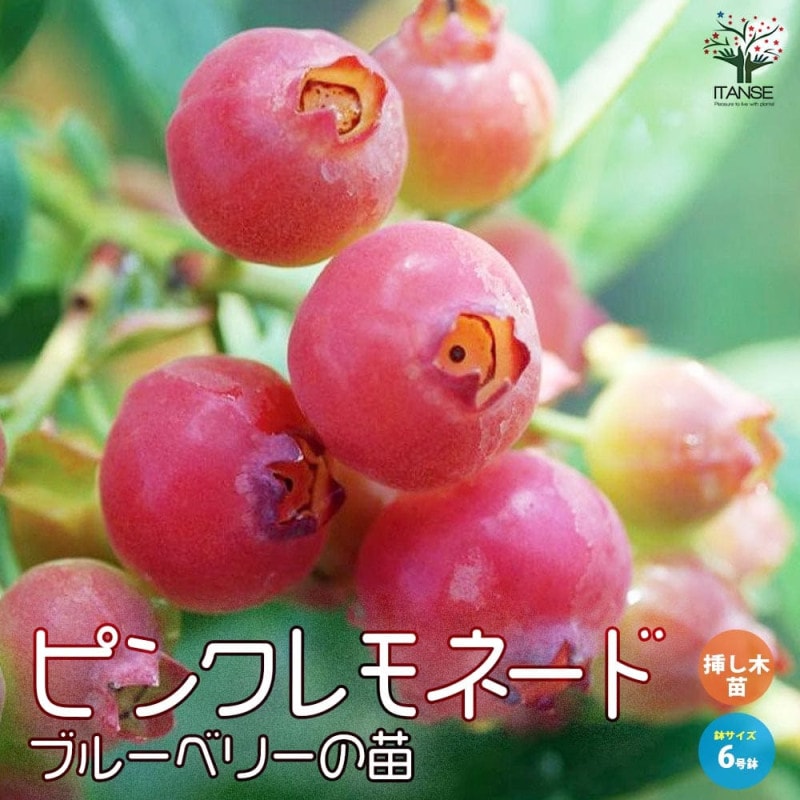 専用出品 ブルーベリー苗 Rパウダーブルー15本、ピンクレモネード15本 専用出品 ブルーベリー苗 Rパウダーブルー15本、ピンク