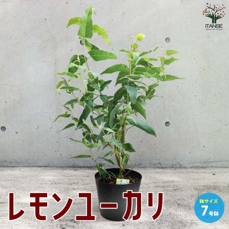 レモンユーカリの鉢植え 約1,3メートル！静岡県中部地区引取限定！残り３鉢 ユーカリの木 『 レモンユーカリ 』 10.5cmポット苗 : 花と緑の