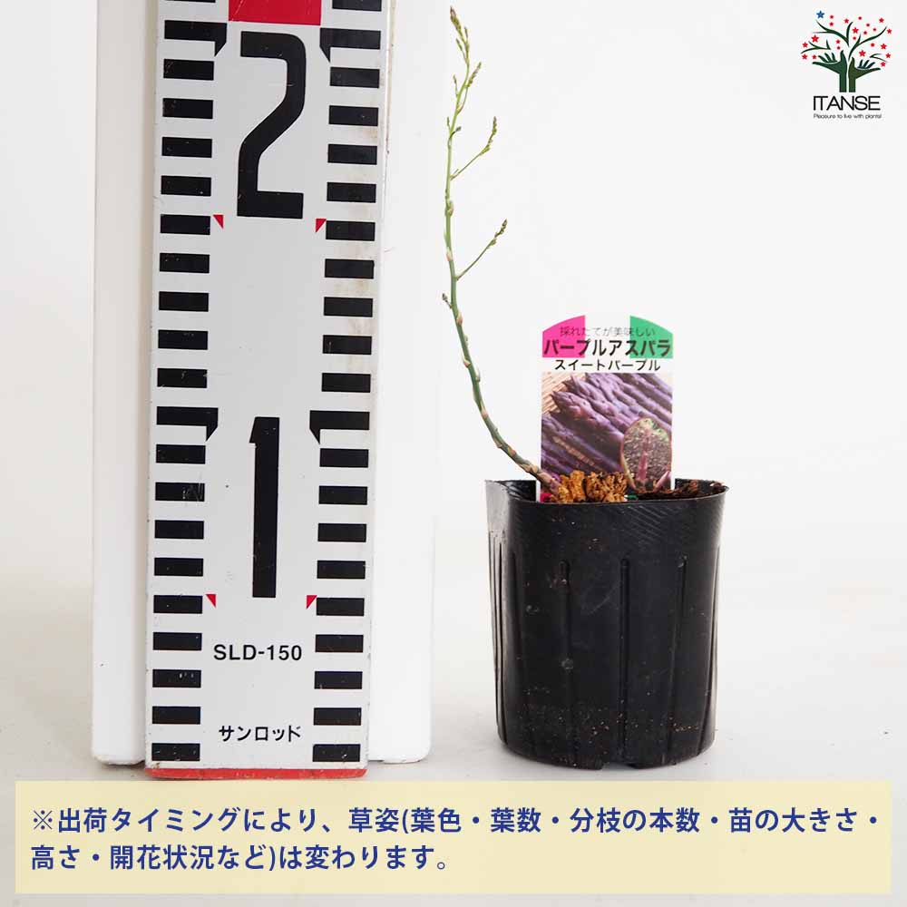 紫アスパラガスの苗 【野菜の苗 10.5cmポット売り】｜ 【植物の