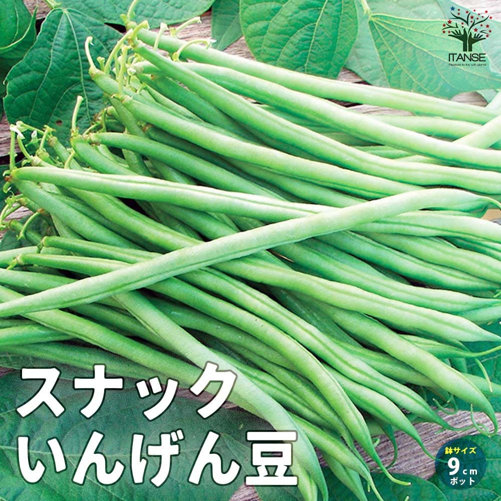 スナックいんげん豆 2個～【野菜の苗 9cmポット苗】