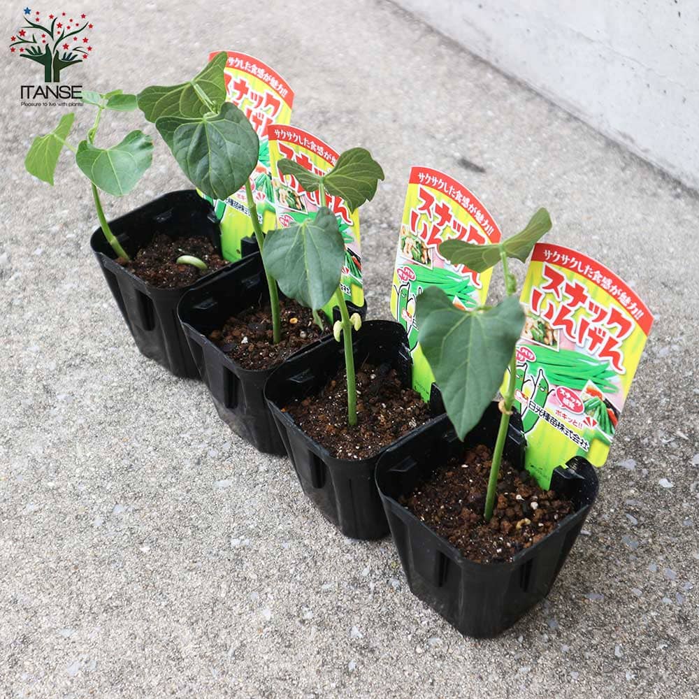 5株】つるなしいんげん苗野菜夏野菜いんげん