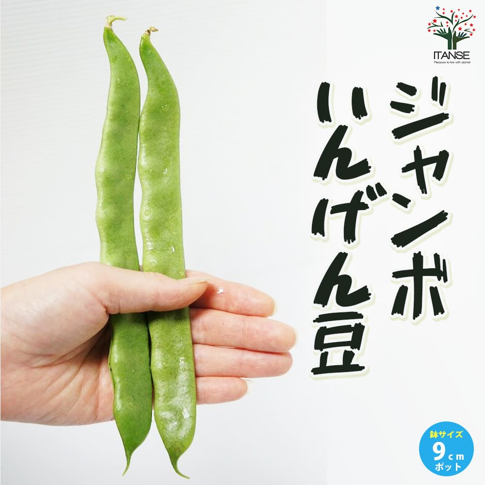 ジャンボいんげん豆 2個～【野菜の苗 9cmポット苗】｜ 【植物の