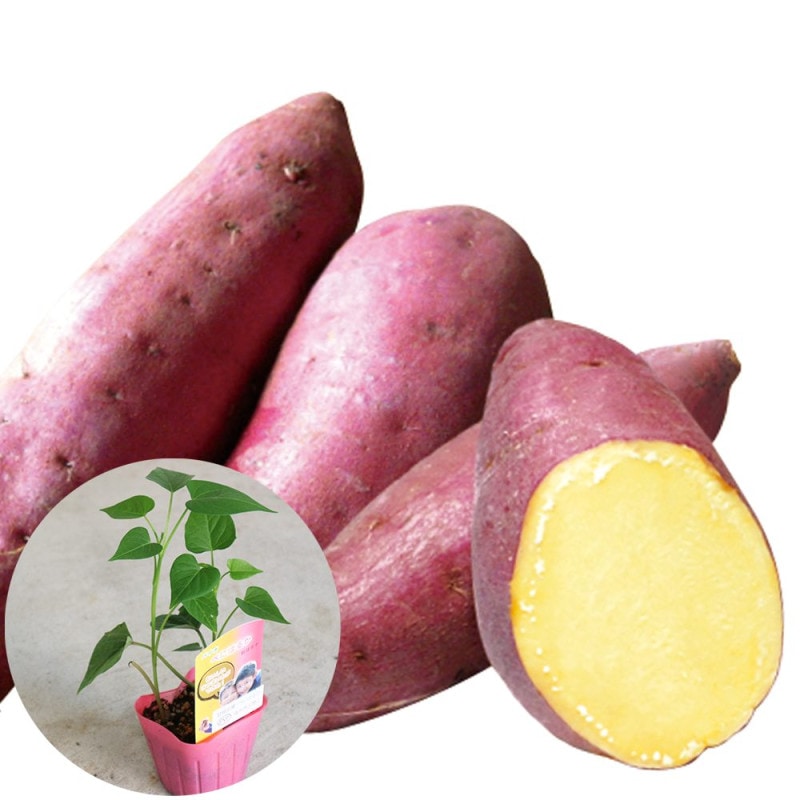 再生工房コフジ園芸さん専用紅あずまの苗 再生工房コフジ園芸さん専用紅あずまの苗