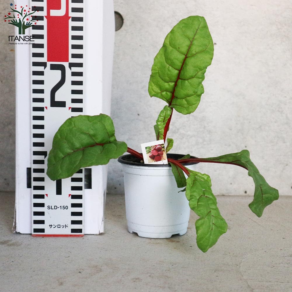 レッドビーツの苗 【野菜の苗 10.5cmポット売り】｜ 【植物の