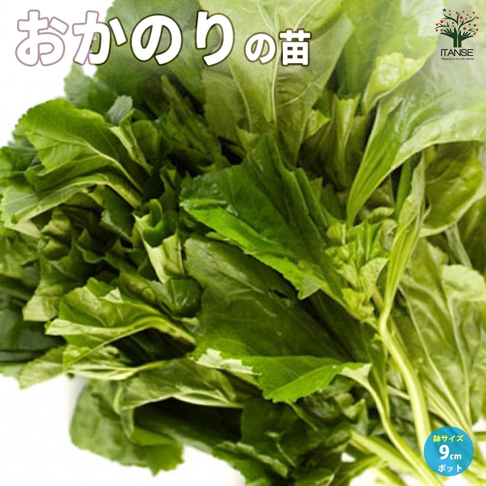 おかのり 【野菜の苗9cmポット売り】