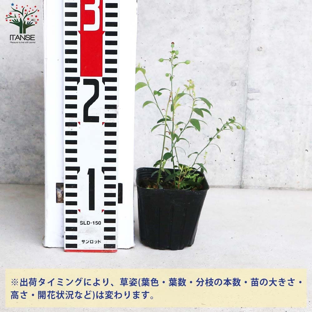 ビルベリー(ワイルドブルーベリー)【果樹の苗 3号ポット売り
