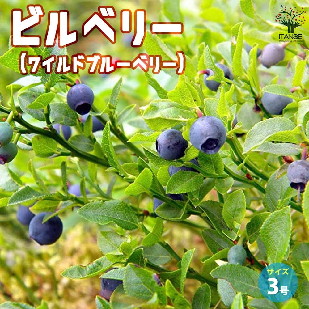 Amazon.co.jp: ITANSE ビルベリー(ワイルドブルーベリー