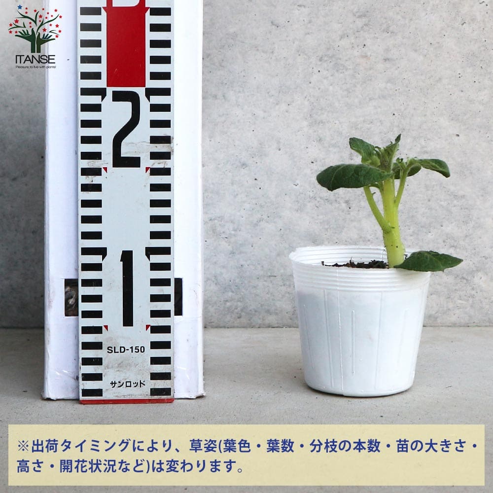 ジャガイモ芽出し苗 品種：男爵(だんしゃく)2個～【野菜の苗 3.5号