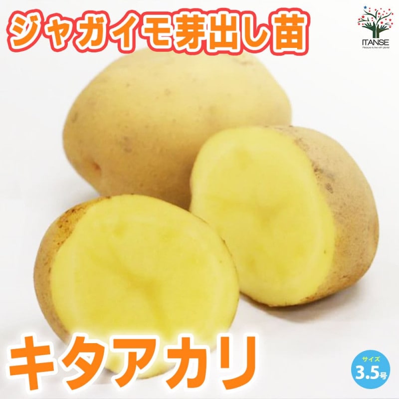 じゃがいもの種芋 品種:キタアカリ 種ばれいしょ【野菜種芋
