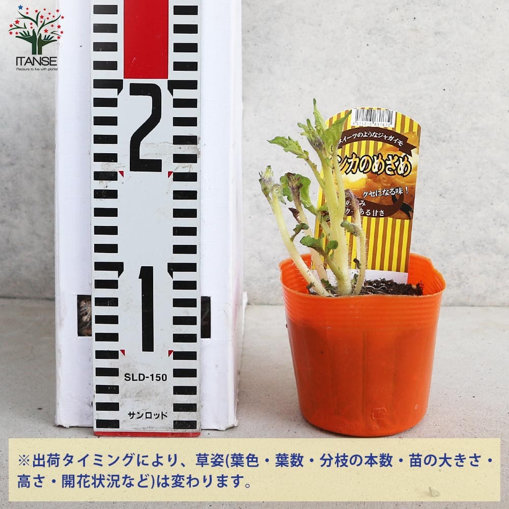 インカのめざめ　2 インカのめざめ（2S） 【業務用食材の仕入れなら八面六臂】