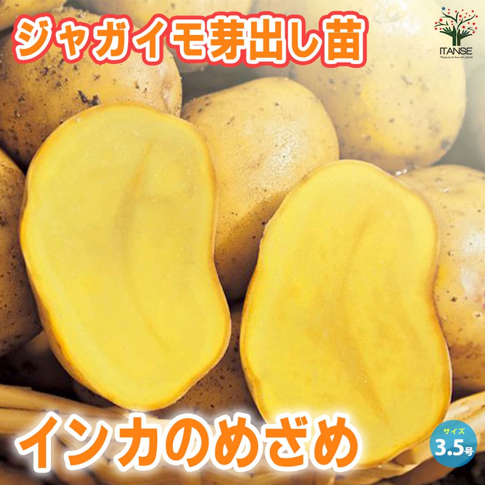 ジャガイモ芽出し苗 品種：インカのめざめ2個～【野菜の苗 3.5号ポット