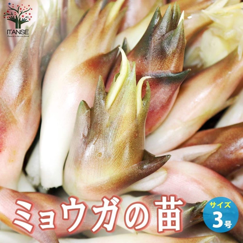 パキセダム キャンディーグレープ【多肉植物 3号ポット】｜ 【植物の