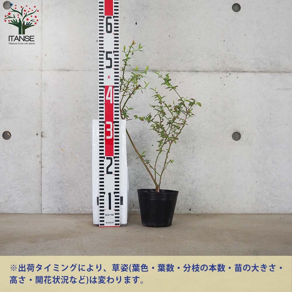 ブルーベリー ピンクレモネード【果樹の苗 3.5号ポット売り】｜ 【植物