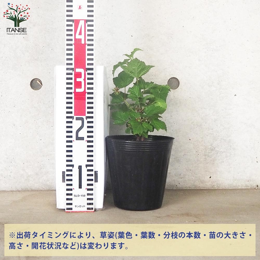 レッドラズベリー 苗木 健康的な成長　山葡萄苗木 ラズベリー 苗木 レッドドリーム 16.5cmポット苗 ラズベリー 苗