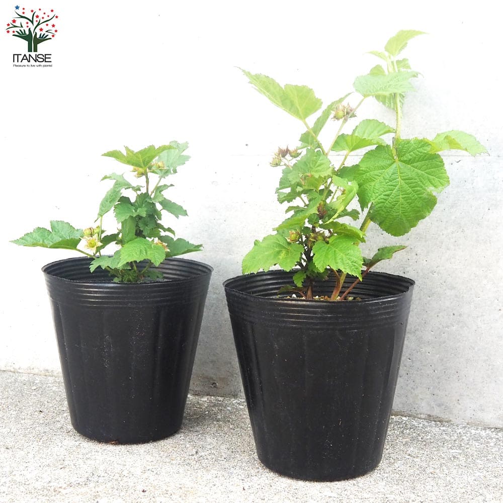 レッドラズベリー 苗木 健康的な成長　山葡萄苗木 レッドラズベリー 苗木 健康的な成長 山葡萄苗木