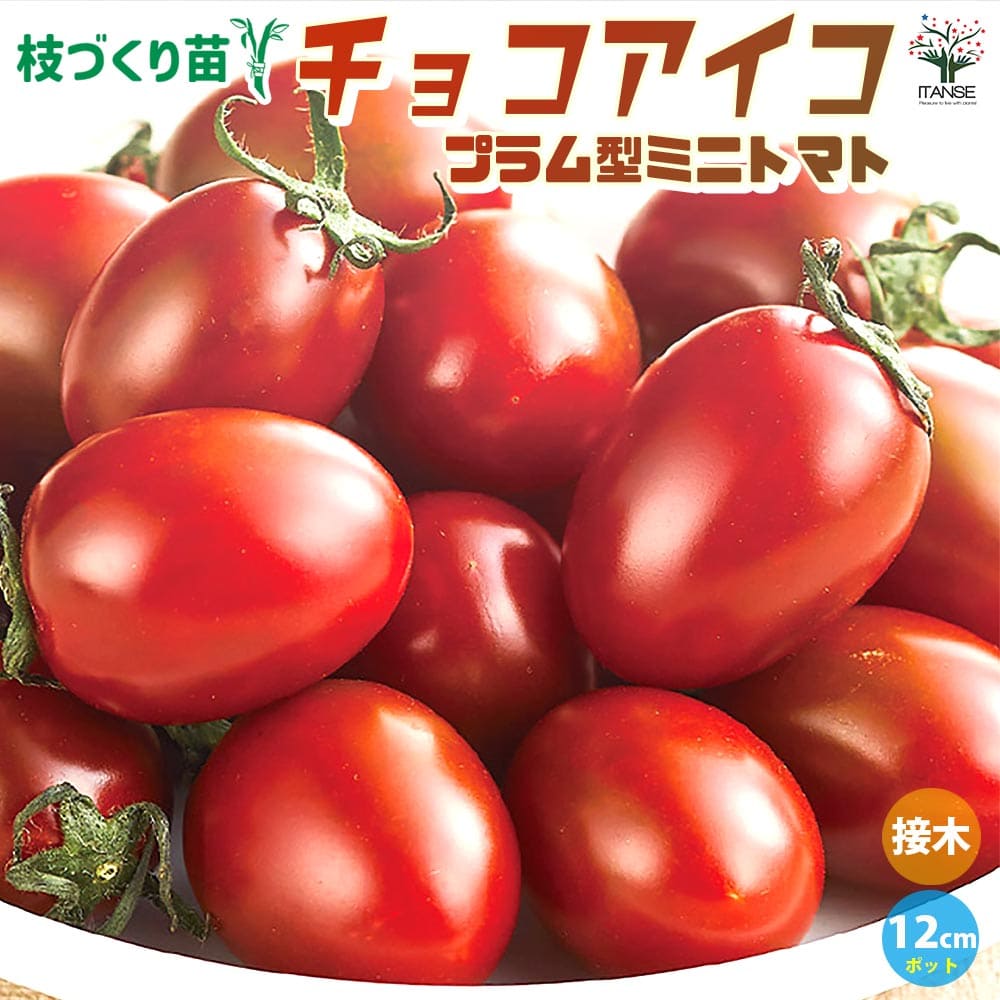ミニトマトの苗 チョコアイコ 枝づくり苗2個～【野菜の苗 12cmポット 接木苗】