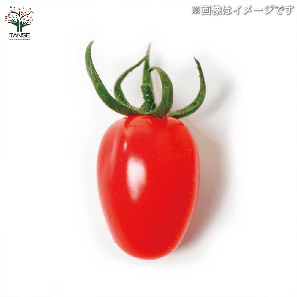 ミニトマトの苗 プリンセスアイコ 枝づくり苗2個～【野菜の苗