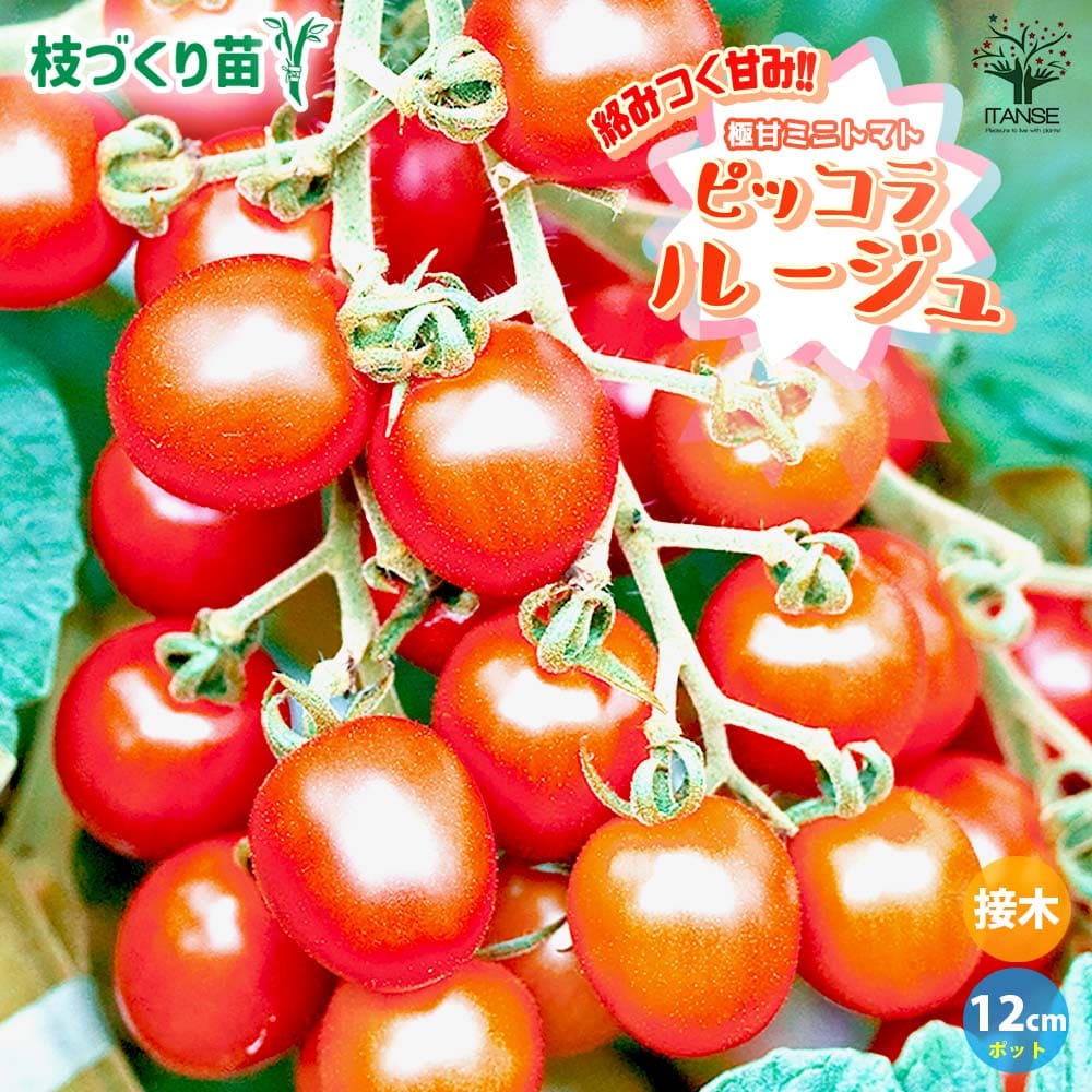 ミニトマトの苗 ピッコラルージュ 枝づくり苗2個～【野菜の苗 12cmポット 接木苗】