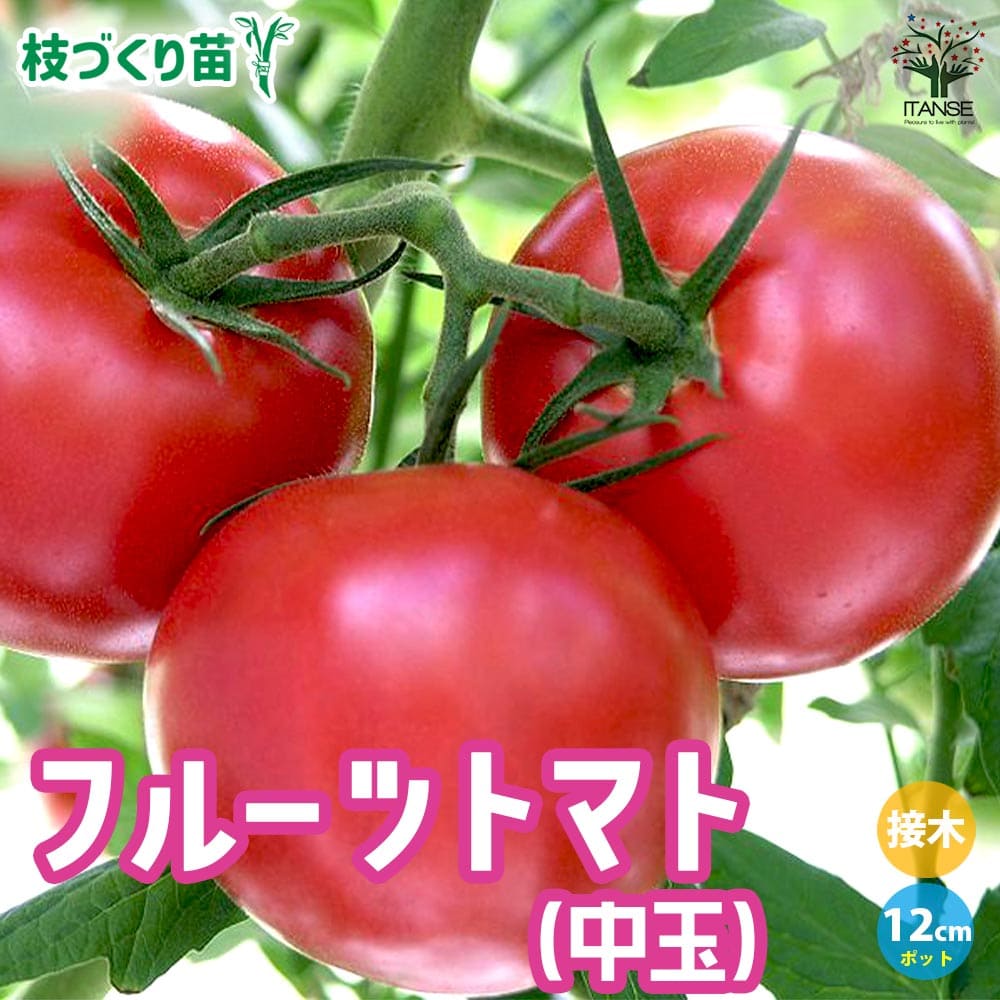 トマトの苗 フルーツトマト (中玉) 枝づくり苗2個～【野菜の苗 12cmポット 接木苗】