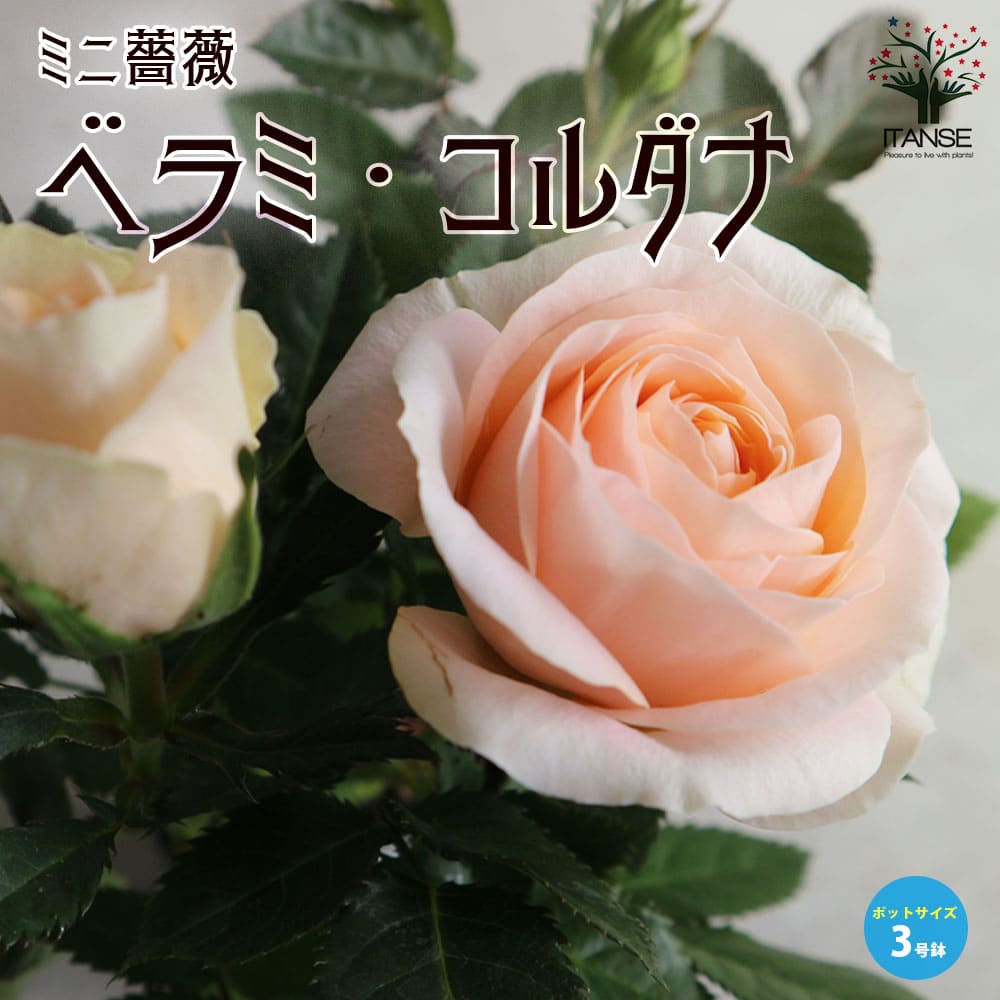 ミニ薔薇 ベラミ・コルダナ【花苗3号ポット売り】｜ 【植物の