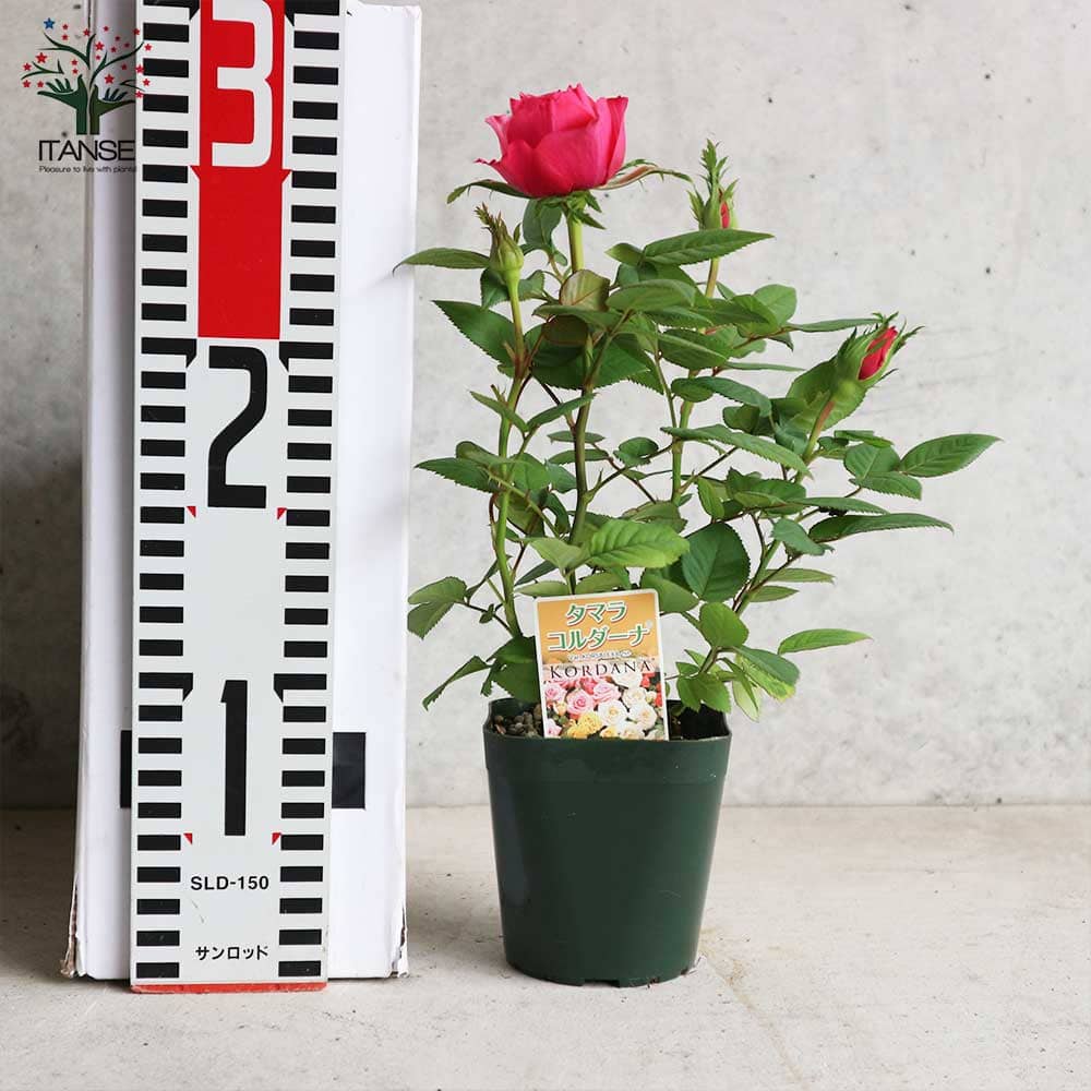 ミニ薔薇 タマラ・コルダナ【花苗3号ポット売り】｜ 【植物の