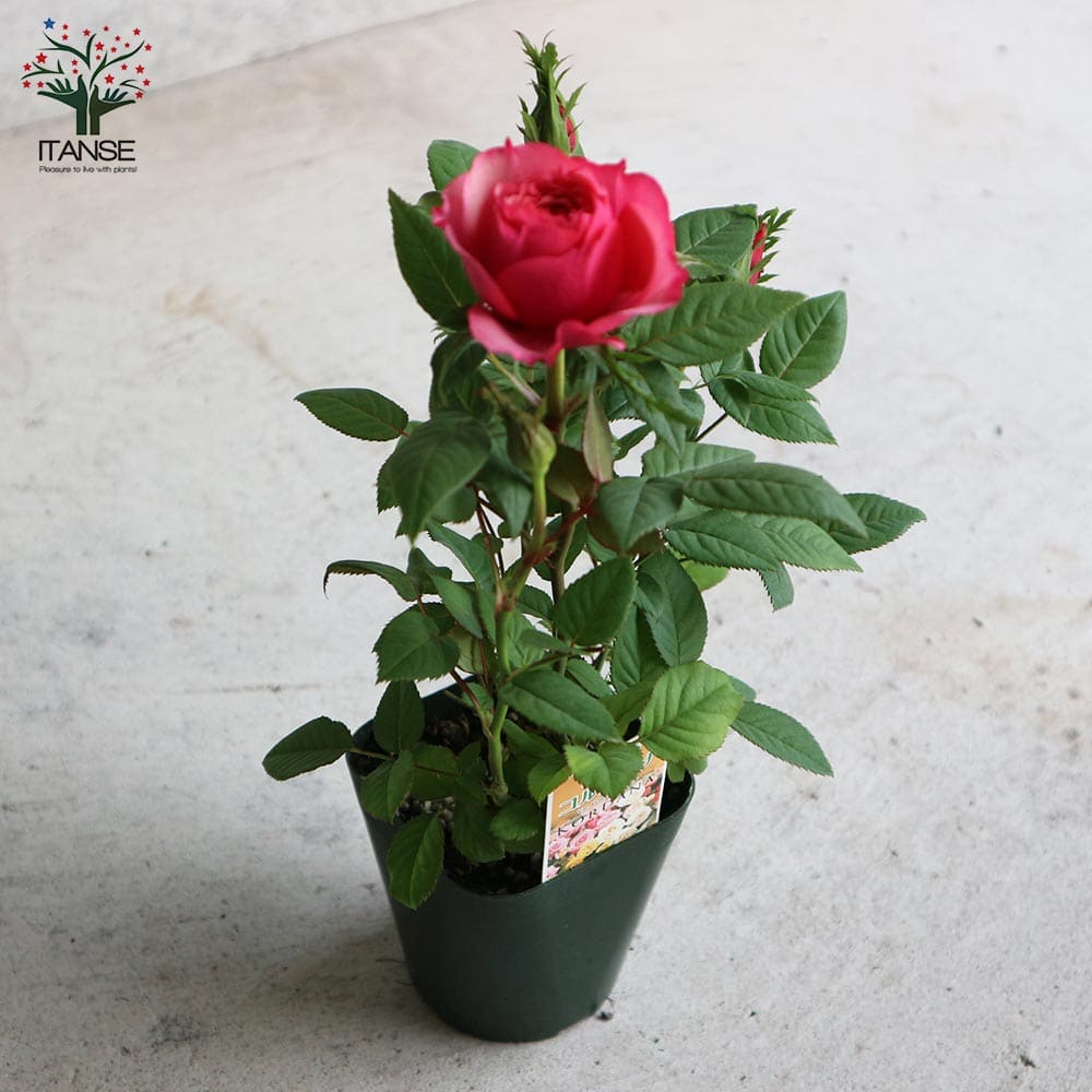 ミニ薔薇 タマラ・コルダナ【花苗3号ポット売り】｜ 【植物の