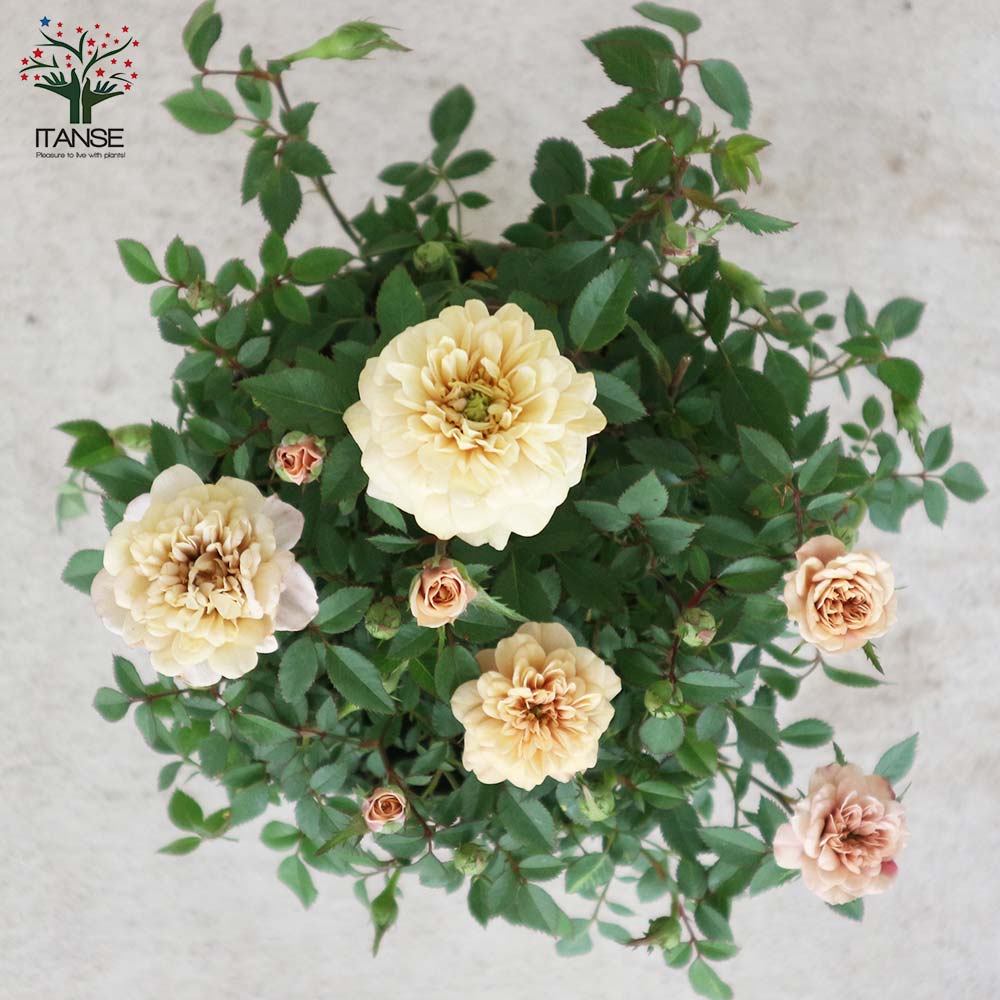 ナナ様　確認用　ミニバラ　モカ ミニ薔薇 モカ【花苗 4号鉢売り】｜ 【植物のITANSE】全品