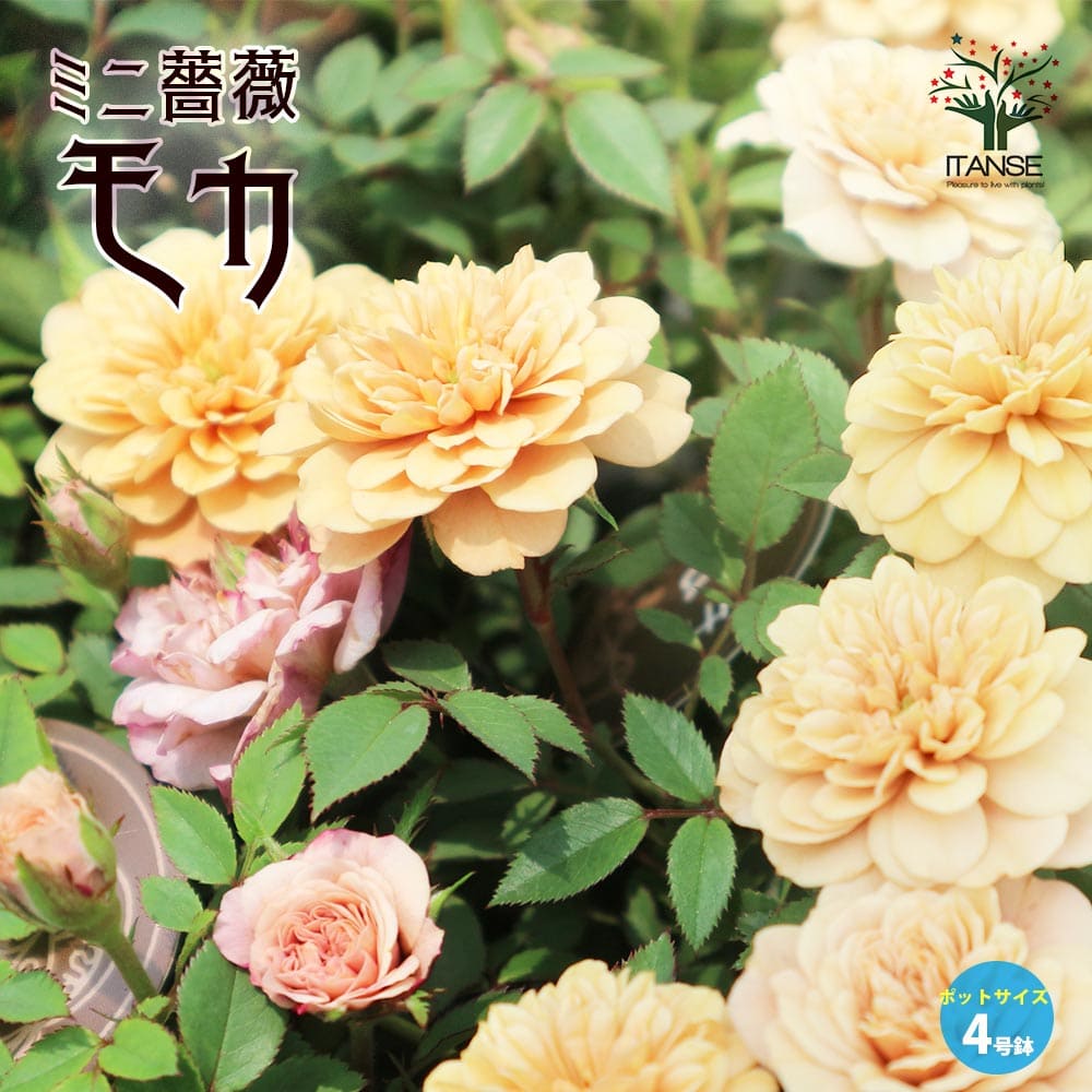 ナナ様　確認用　ミニバラ　モカ ミニ薔薇 モカ【花苗 4号鉢売り】｜ 【植物のITANSE】全品