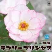 ミニ薔薇 ラブリープリンセス オプティマ【花苗 3.5号ポット売り】|花苗