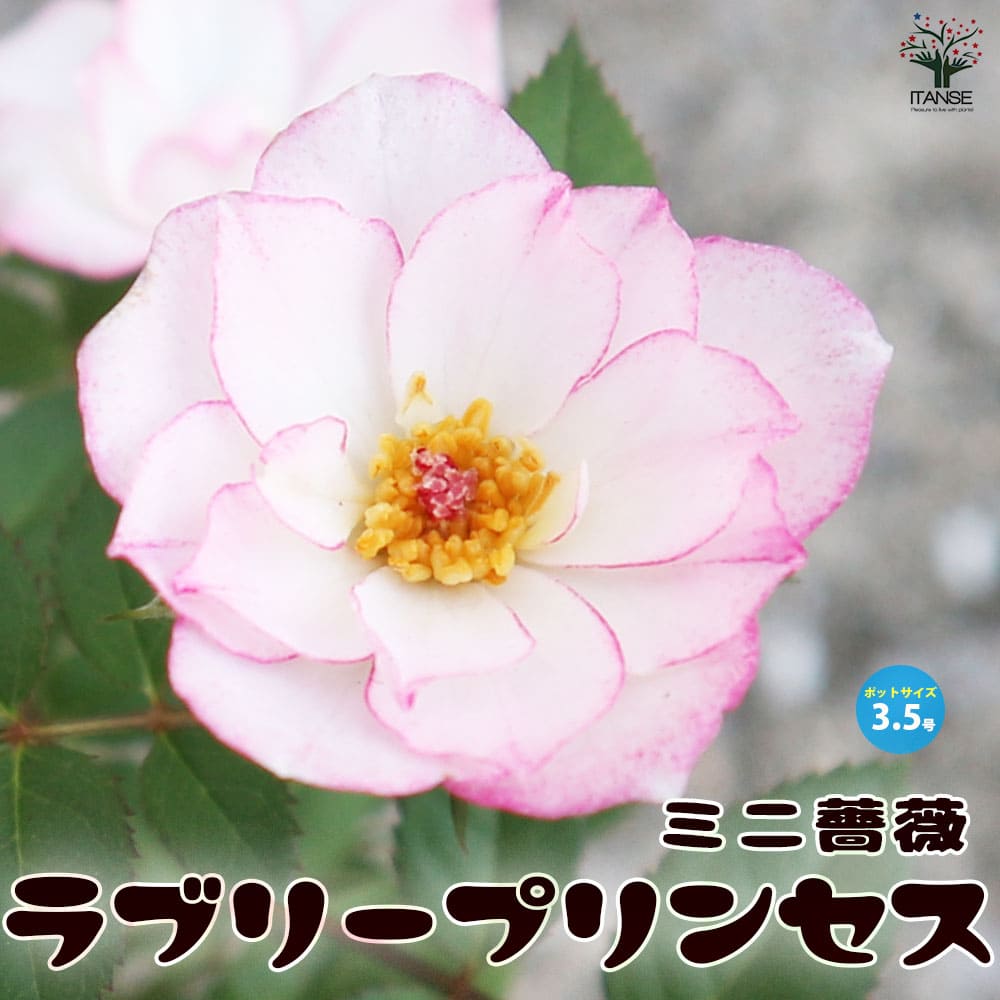 ミニ薔薇 ラブリープリンセス オプティマ【花苗 3.5号ポット売り】