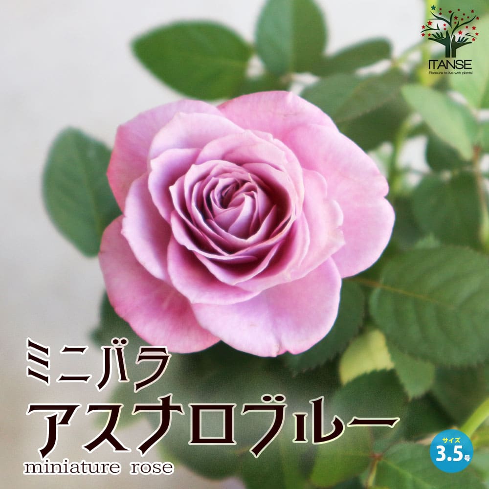 ミニ薔薇 アスナロブルー【花苗 3.5号ポット売り】